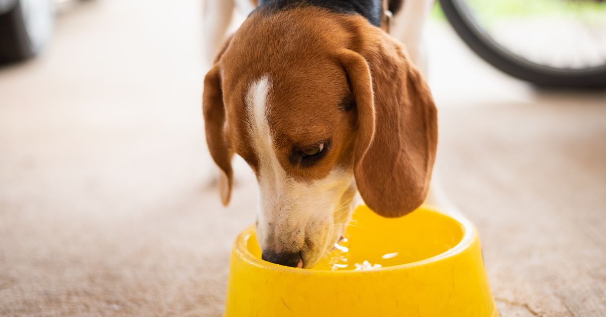 Why Filtered Water Is the Perfect Choice for Your Pets’ Health